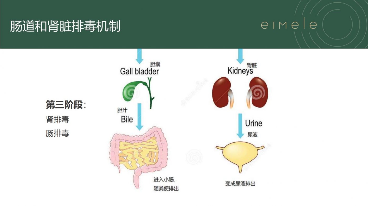 亦餐SHINE GREENS的科学验证结果-亦餐超级绿粉