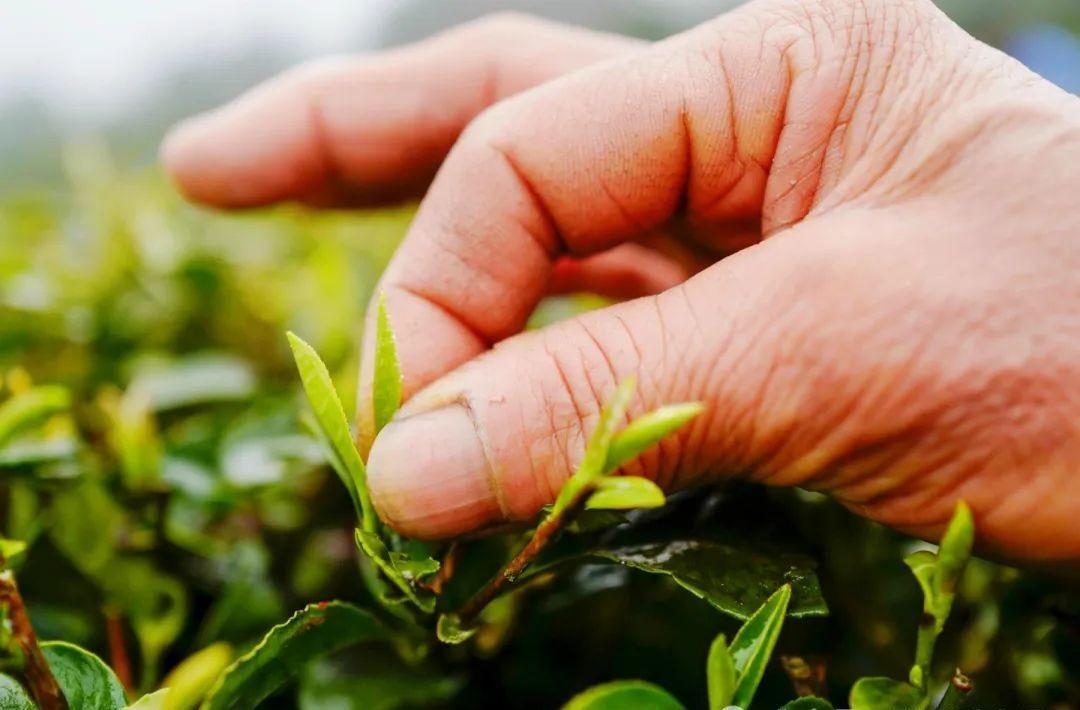 抹茶是用什么东西做的，为啥要叫抹茶？吃了这么多年，总算明白了